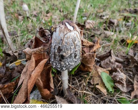 Lawyer's Wig, Shaggy Ink-cap Or Shaggy Mane (coprinus Comatus) - The Cap Is White, Covered With Scal