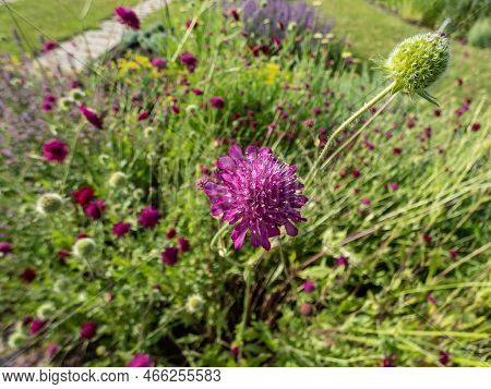 The Macedonian Scabious (knautia Macedonica) Growing In A Garden And Blooming With Dark Red Flower I