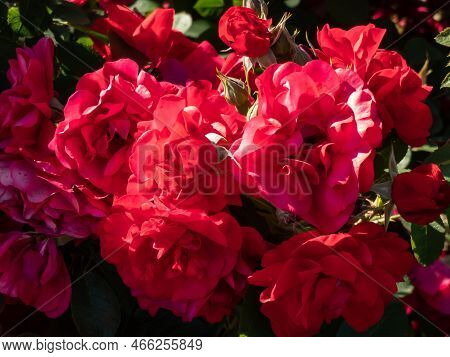 Rose 'hansaland' Flowering With Medium, Semi-double, Dark Red Flowers In Small Clusters In The Garde