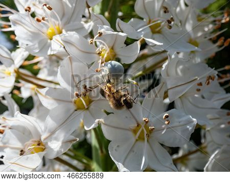 Macro Of Adult Female Of The Crab Spider, Goldenrod Crab Spider Or Flower Spider (misumena Vatia) Wi