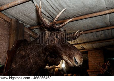 Stuffed Moosehead. Tourist Complex. Stuffed Deer Head