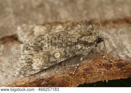 Detailed Closeup Of The Poplar Grey, Acronicta Megacephala On Wood