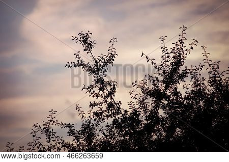 The Silhouette Of Some Bushes Covers The Evening Sky