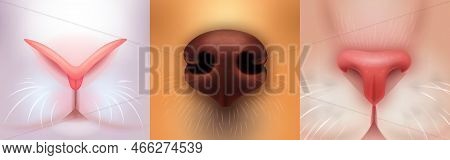 Realistic Pet Noses. Feline Snout Closeup, Fur Cat Face Or Puppy Dog Curious Sniff Black 3d Nose, Ca