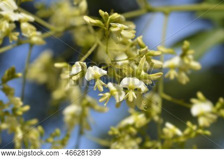 Japanese Pagoda Tree Branches With Flowers In The Summer