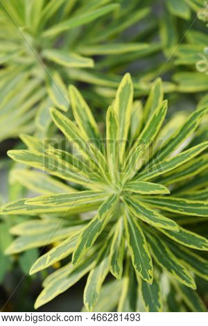 Spurge Ascot Rainbow Leaves In The Summer