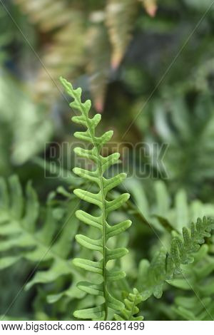 Common Polyoidy Green Leaves In The Summer