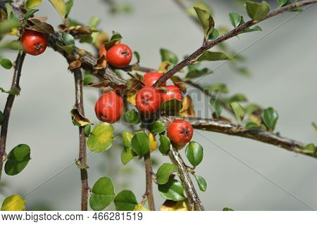 Blackburn Cranberry Cotoneaster Branch With Red Berries
