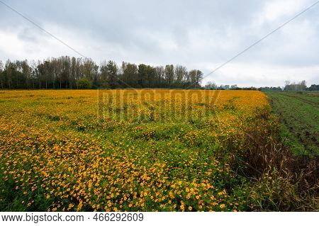 Orange Blooming Flowers In A Green Field At The Flemish Countryside Around Dendermonde, Flanders, Be
