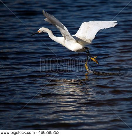 Walk On Water: A Snowy Egret Appears To Walk On Water As It Raises Its Wings And Runs Over The Blue 