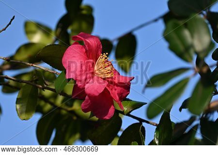 Sasanqua ( Camellia Sasanqua ) Flowers. Theaceae Evergreen Tree. Blooms From October To December.