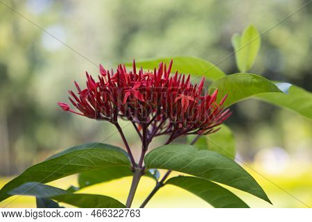 A Bunch Of Ixora Hybrid Red Cluster Flowers With Green Blurry Background