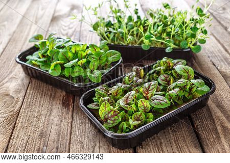 The Microgreen In Plastic Trays.mixed Microgreens In Trays On Wooden Background.sprouting Microgreen