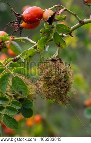 Rose Bedeguar Gall, Robin's Pincushion Gall, Moss Galls Diplolepis Rosae On Rose