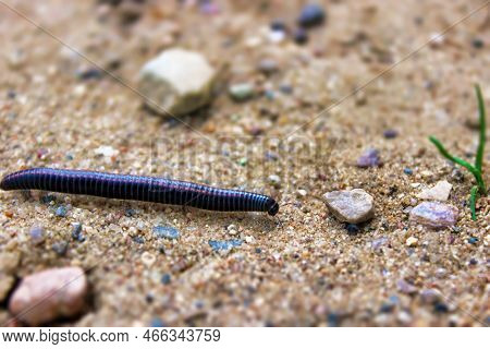 Dark Julida Crawls On The Sand. Insect Rossiulus Kessleri
