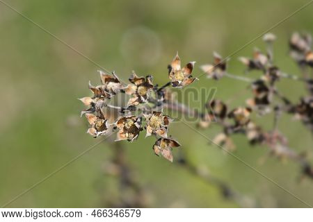 Shrubby Cinquefoil Dry Branch With Seed Heads