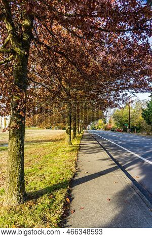 Autumn Trees Line A Streeet In Seatac, Washington.