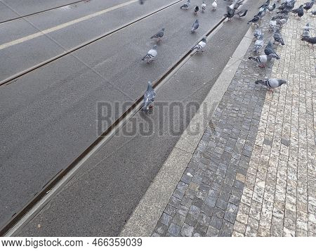Pigeons On A City Tram Line Rails