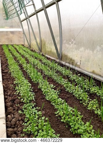 Green Seedlings Of Mustard, Oats, Vetch, Sowing Green Manure In A Greenhouse