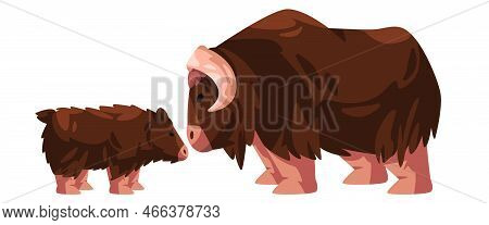 Muskox Horned Hairy Bull Drawing Illustration Cartoon With Small Young New Born
