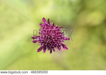 Macedonian Scabious Flower In The Garden In Spring