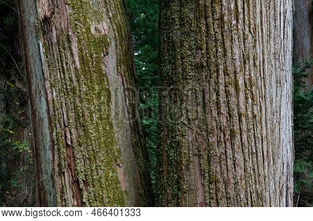 Trunks Of Japanese Cedar Cryptomeria Japonica. Nikko. Tochigi Prefecture. Japan.