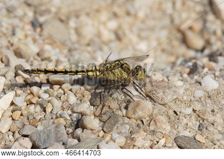 Detailed Closeup On A Female Southern Skimmer Dragonfly, Orthetrum Brunneum, Sitting On A Stone