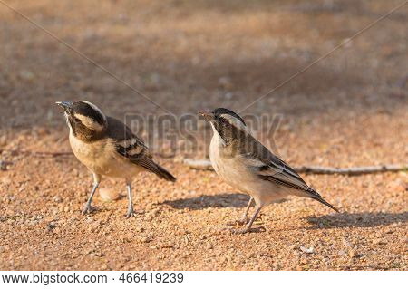 The Sparrow-weaver, Birds In The Family Ploceidae. Small African Bird. Solitaire, Namibia, South Afr