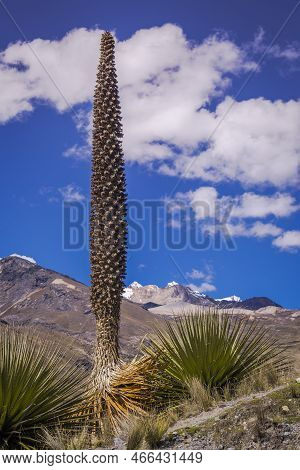 Puya De Raimondi Field And Valley Of Carpa, Cordillera Blanca, Andes, Peru