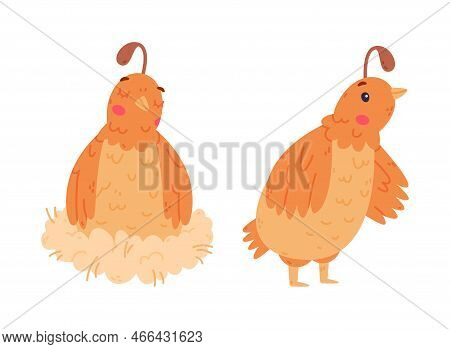 Quail Bird With Crest And Feathers Sitting In Nest And Standing Vector Set