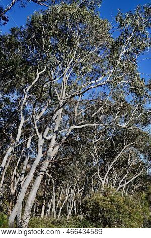 Eucalyptus Trees By The Roadside Near Kanimbla, New South Wales, Australia