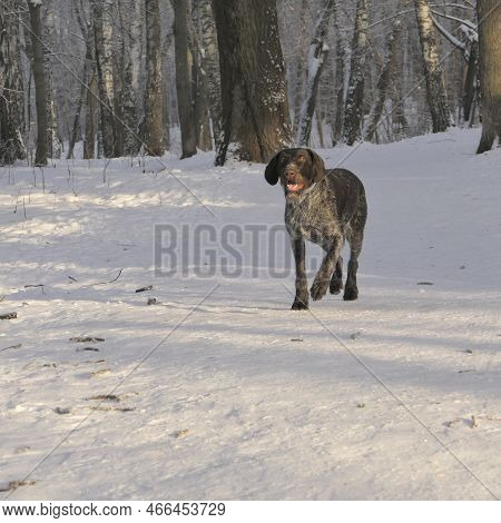 Hunting Dog Of The German Breed Drathaar In The Winter In The Forest. High Quality Photo