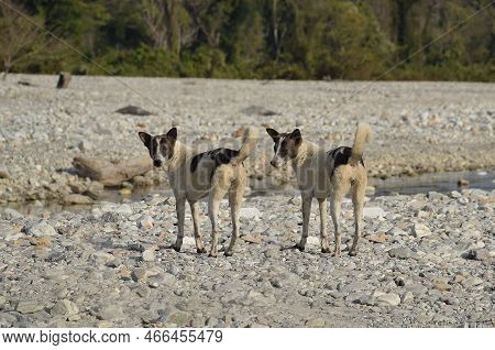 Two Lookalike Or Identical Street Dogs Standing At A Dry River Bank