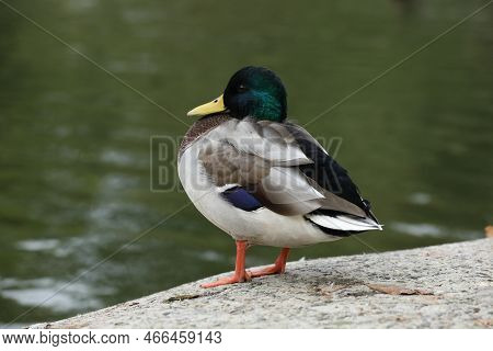 Duck Nearly The Water In The City Park