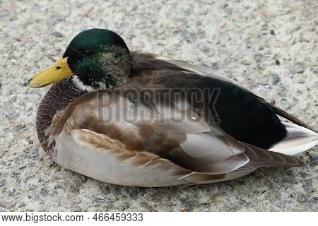 Duck Nearly The Water In The City Park
