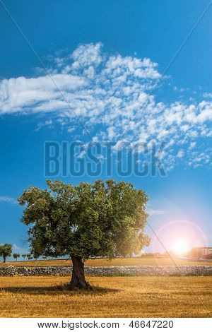 Sheaves Of Straw, Apulia Region