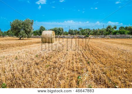 Sheaves Of Straw, Apulia Region