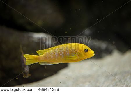 Portrait Of A Colorful Malawi Cichlid In The Aquarium.