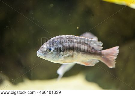 Portrait Of A Colorful Malawi Cichlid In The Aquarium.