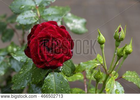 A Branch Of A Dark Red Garden Rose With Raindrops, Close-up