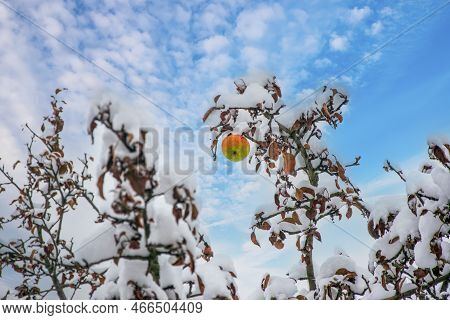 Lonely Green-red Apple On The Branch Under First Snow In Late Fall Or Early Winter. Natural Winter B
