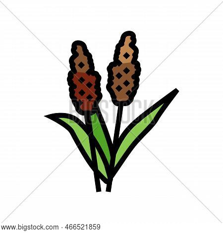 Sorghum Plant Food Color Icon Vector. Sorghum Plant Food Sign. Isolated Symbol Illustration