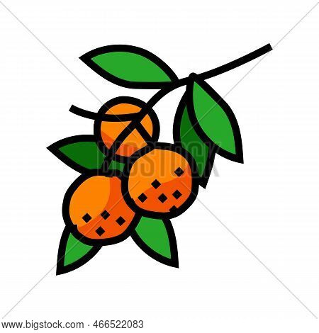 Branch Mandarin Orange Color Icon Vector. Branch Mandarin Orange Sign. Isolated Symbol Illustration