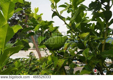 Green Unripe Oblong Lemons On A Branch Of A Lemon Tree In A Garden In Montenegro. The Ripening Harve