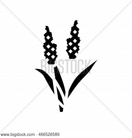 Sorghum Plant Food Glyph Icon Vector. Sorghum Plant Food Sign. Isolated Symbol Illustration