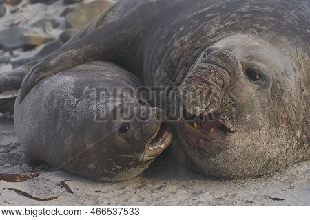 Southern Elephant Seals (mirounga Leonina) Mating On A Sandy Beach On Sealion Island In The Falkland