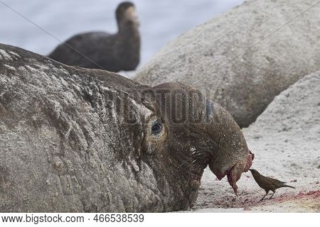 Tussacbird (cinclodes Antarcticus Antarcticus) Picking Bits Of Flesh From The Battle Damaged Head Of