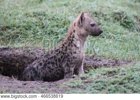 Shy Hyena Cub Looking Cautiously Out Of A Mud Den
