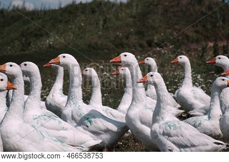 Geese. A Gaggle Of Geese Grazes Green Grass. Оwners Marked Their Geese With Green Paint