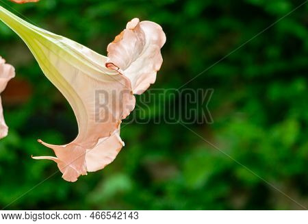 Beautiful Brugmansia Flowers. Datura Toxic Plant. Gardening Concept. Summer Garden With Blossoming D